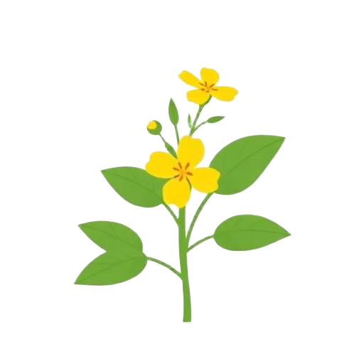 St. John's Wort illustration