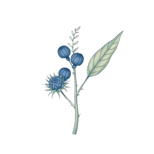 Talmakhana illustration